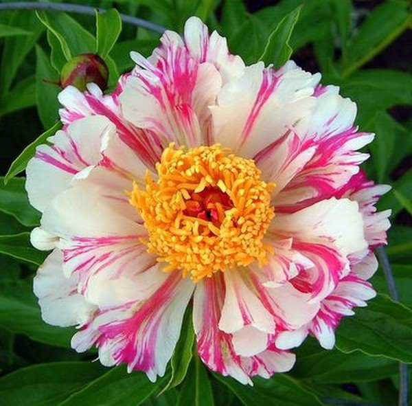 Božur dugo uspeva na istom mestu