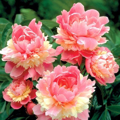 Božur "sorbe" za nežna srca