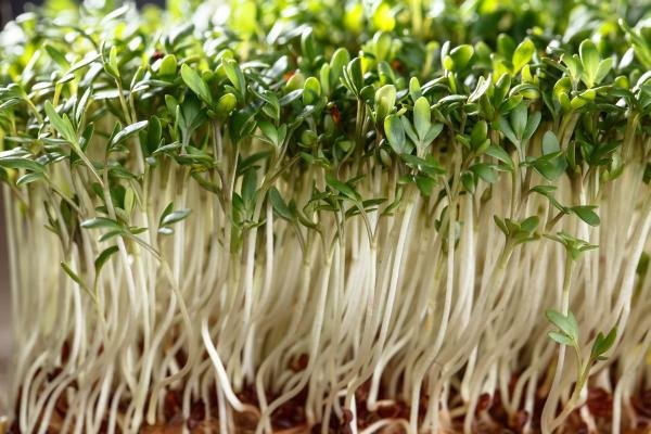 Deset tajni fitoterapije