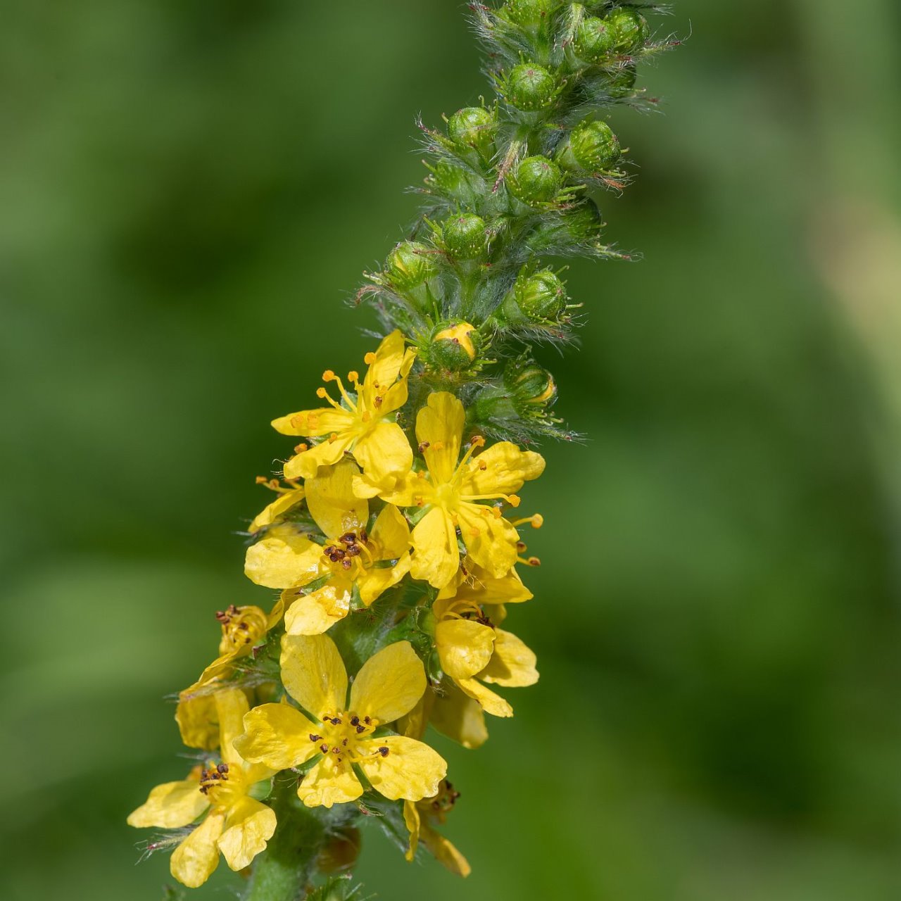 Petrovac Agrimonia eupatoria