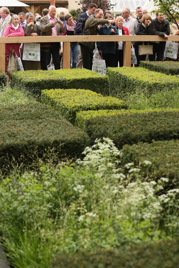 Zlatna medalja na izložbi cveća u Čelsiju