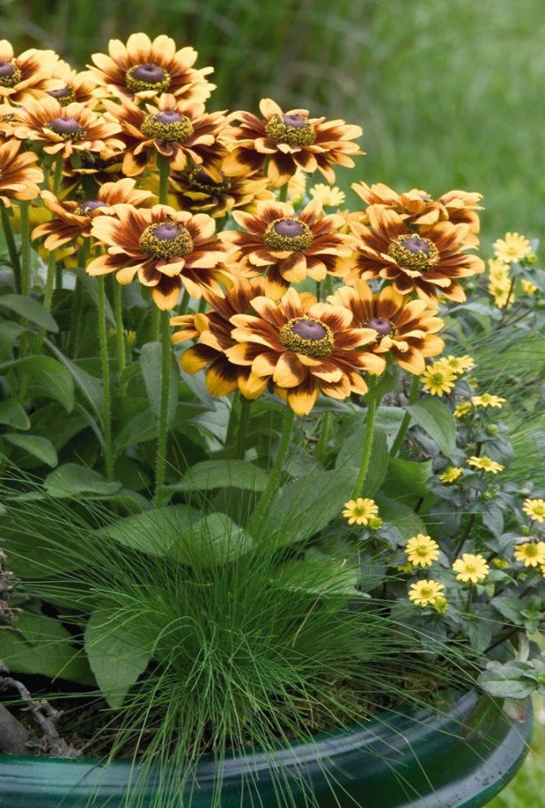 Pet žutih cvetnica za saksije