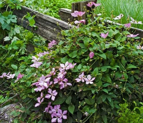 Cvetni efekti u formalnom vrtu