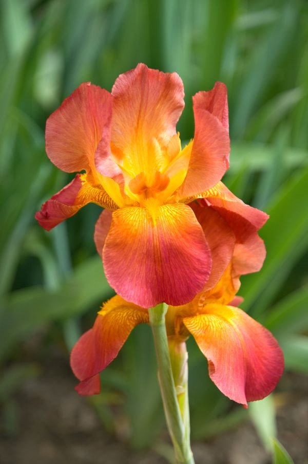 Leja u oranž tonovima