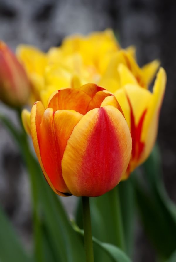 Leja u oranž tonovima