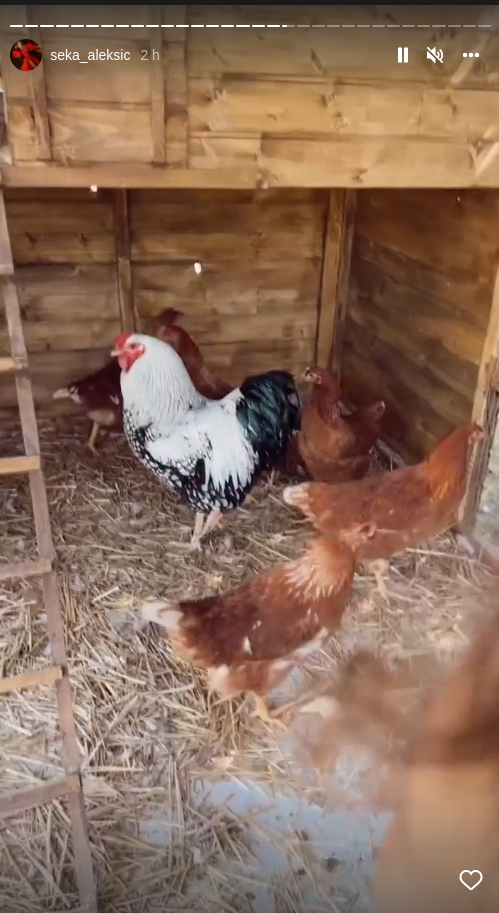 Seka Aleksić briše patos video snimak