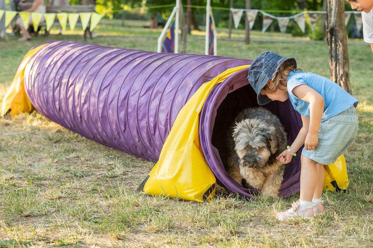 festival ulicni psi 10.jpg