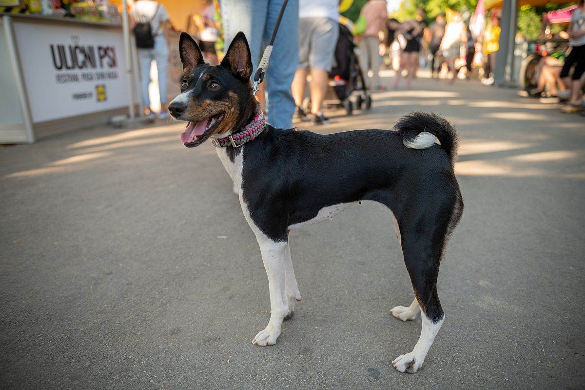 festival ulicni psi 8.jpg