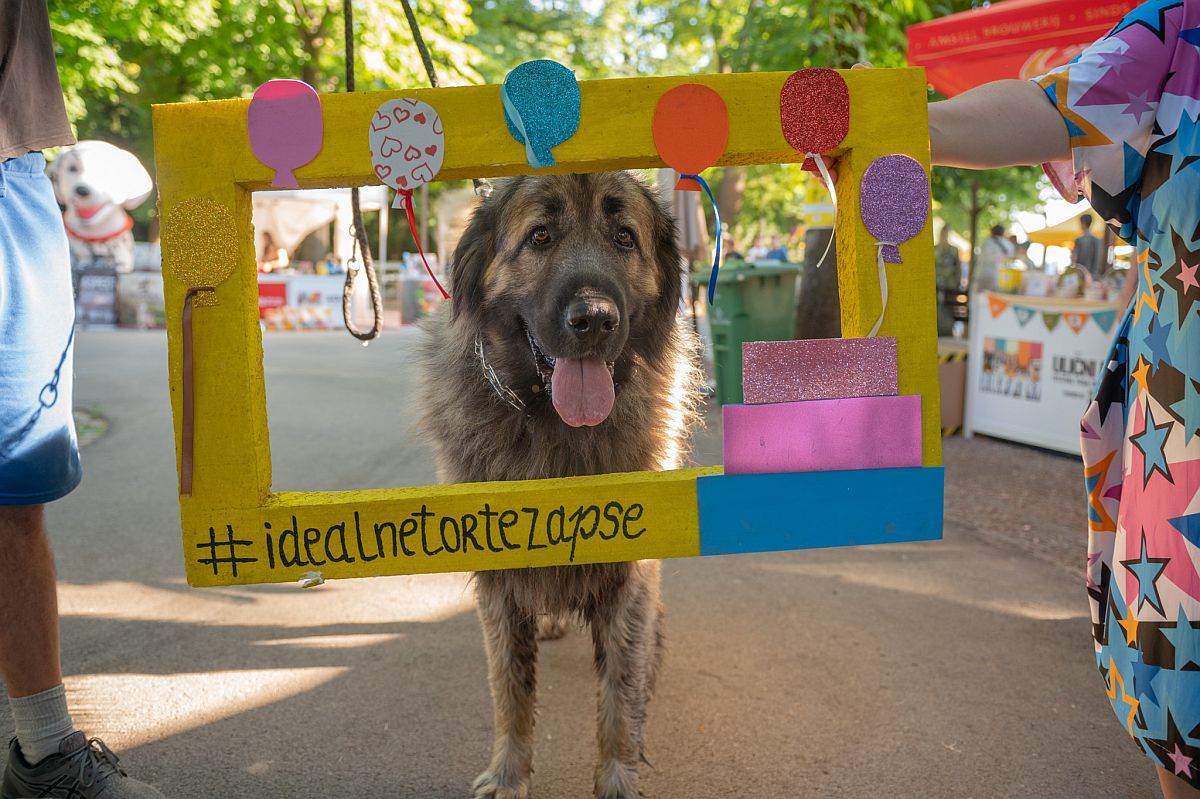 festival ulicni psi 5.jpg