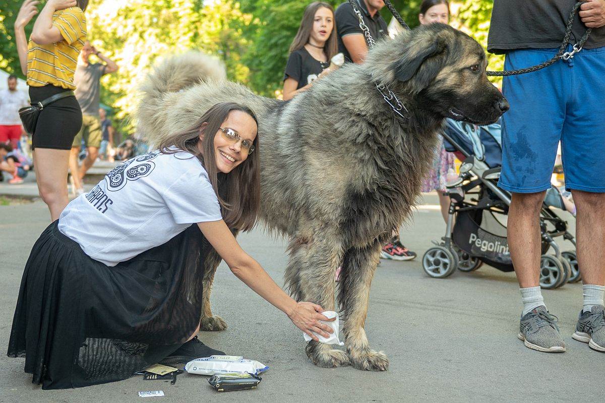 festival ulicni psi 3.jpg