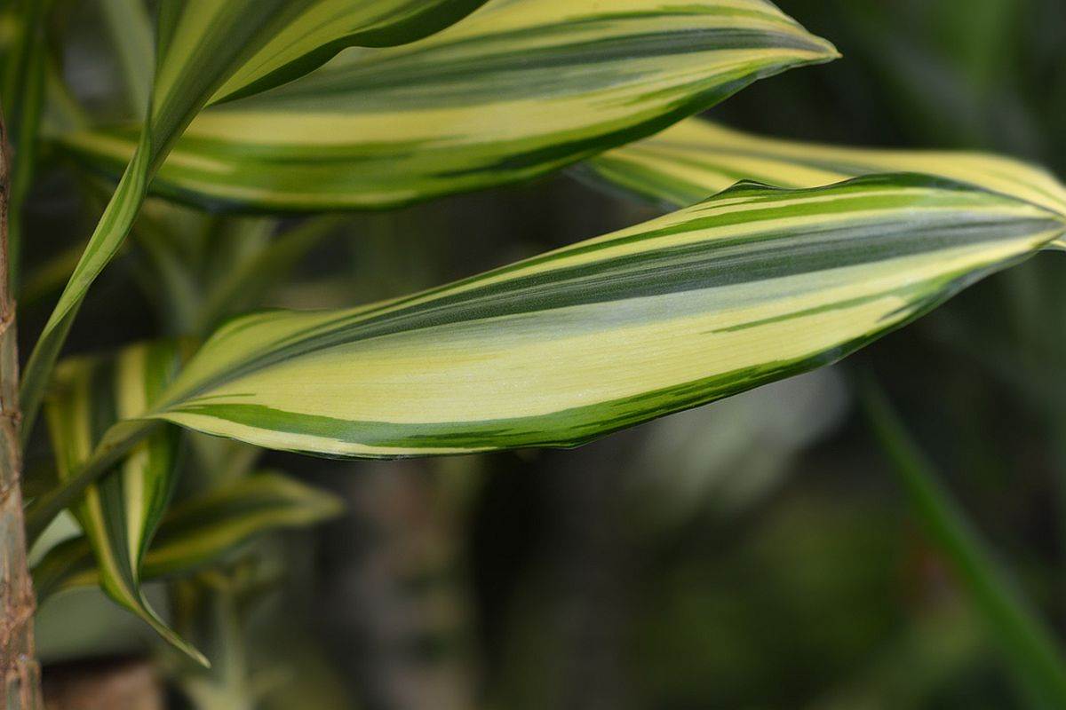 Kako se gaji i razmnoava dracena | Lepa i srena
