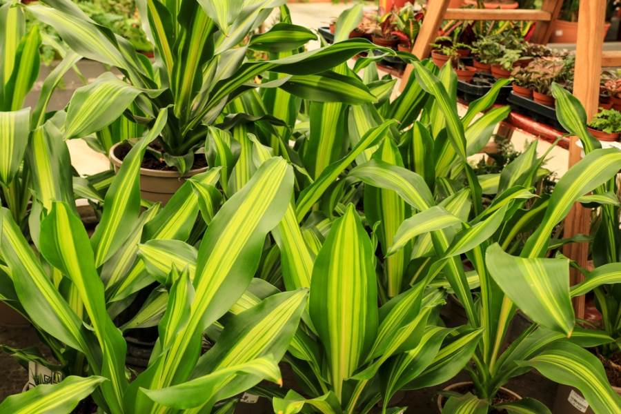 Kako se gaji i razmnoava dracena | Lepa i srena