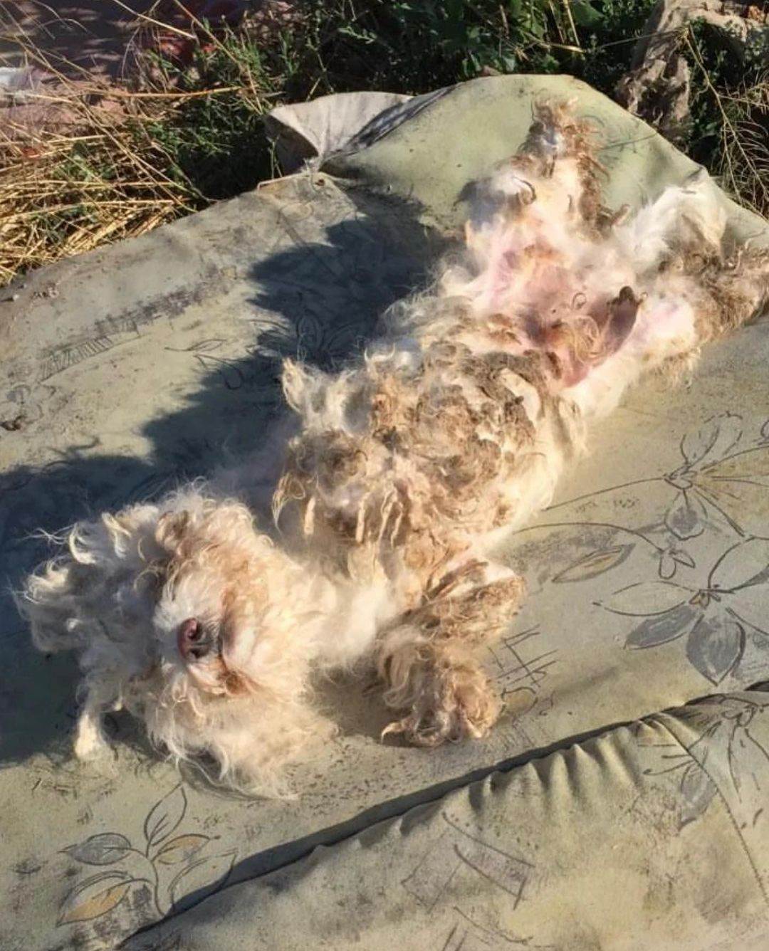 jelena karleusa usvojila psa 4.jpg