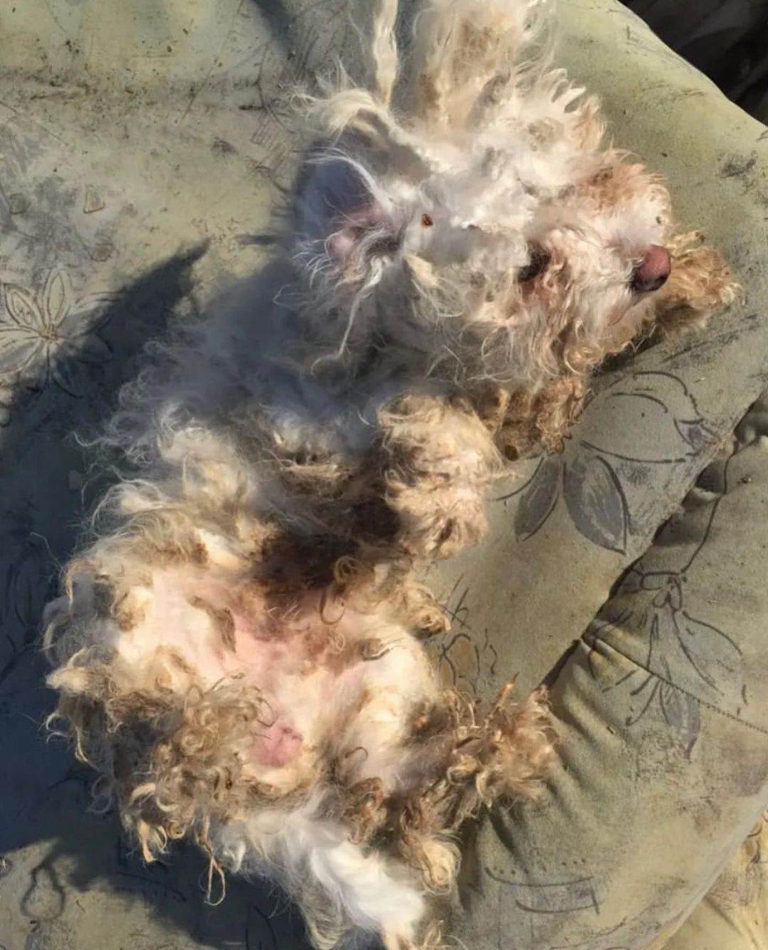 jelena karleusa usvojila psa 3.jpg