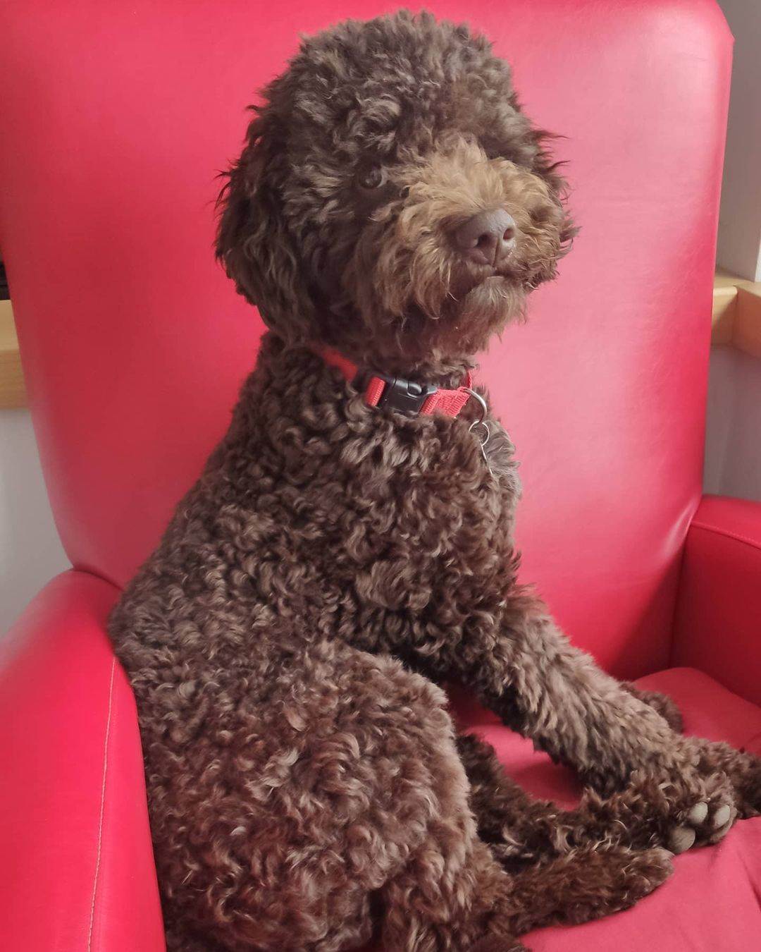 vojin cetkovic sa psom 3.jpg