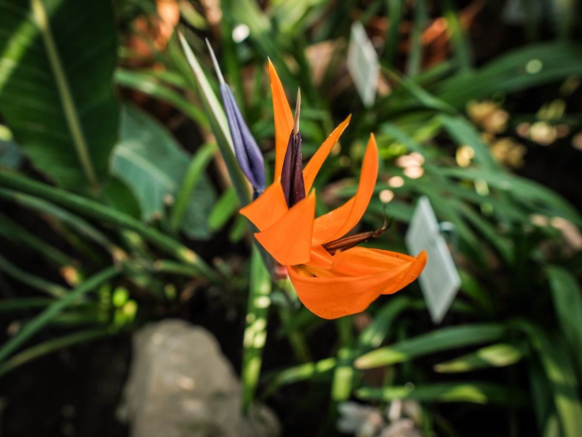 rajska_ptica_cvet_stefan_stojanović_ (25).jpg