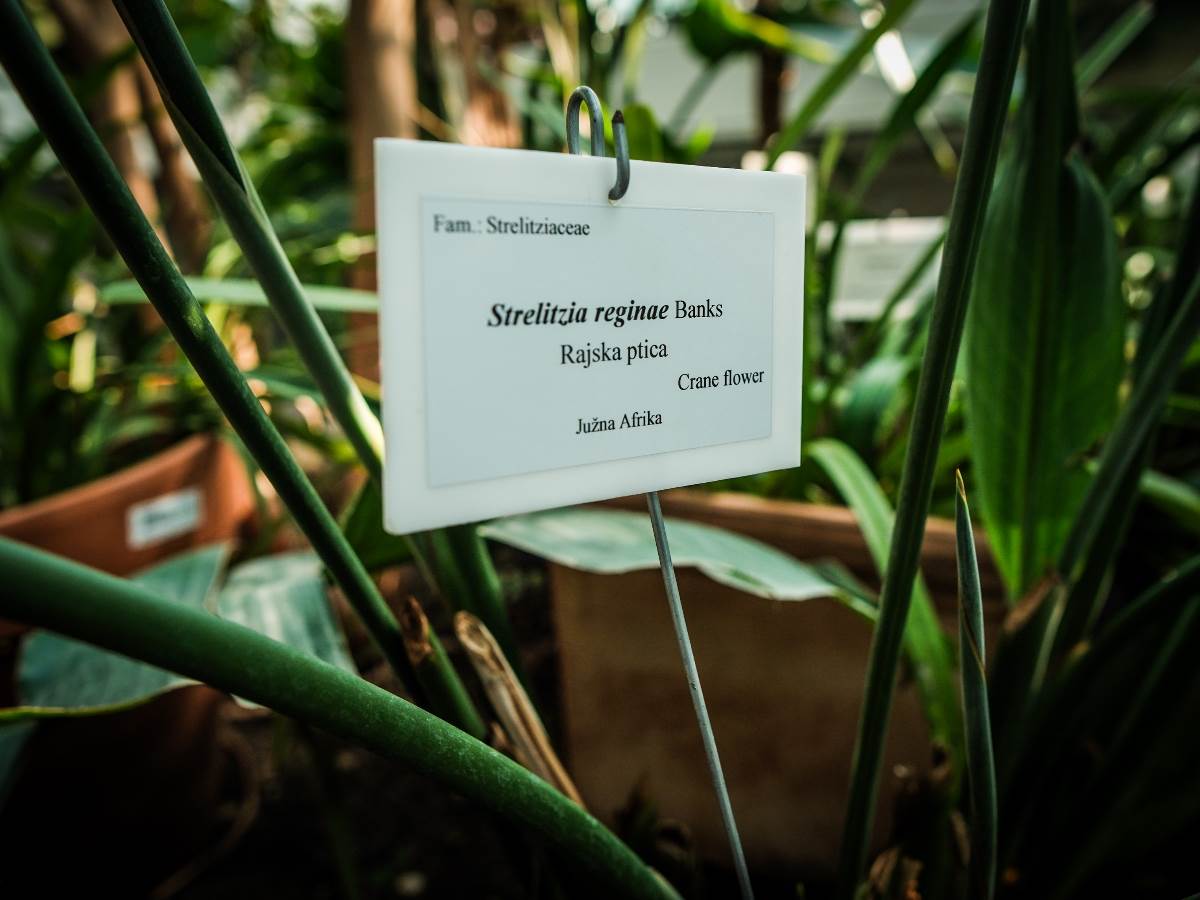 rajska_ptica_cvet_stefan_stojanović_ (26).jpg