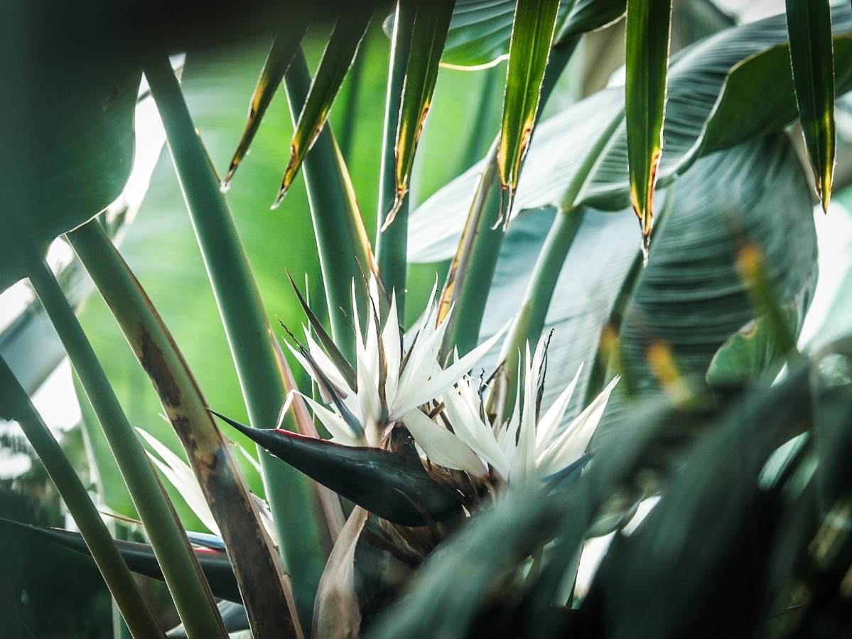 rajska_ptica_cvet_stefan_stojanović_ (32).jpg