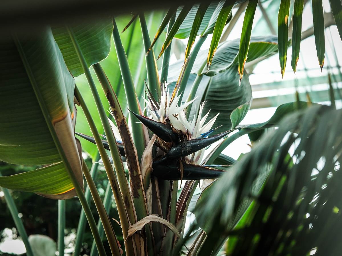 rajska_ptica_cvet_stefan_stojanović_ (31).jpg