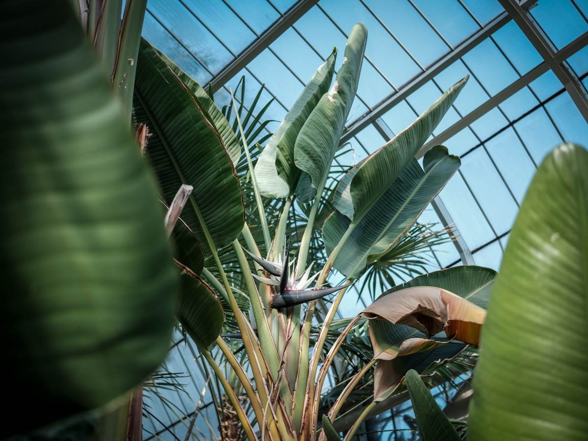 rajska_ptica_cvet_stefan_stojanović_ (35).jpg