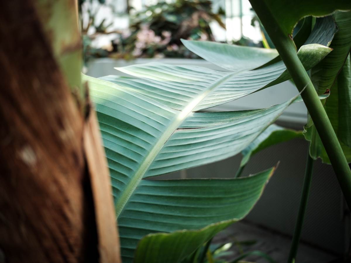 rajska_ptica_cvet_stefan_stojanović_ (36).jpg