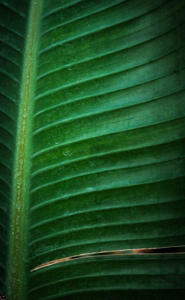 rajska_ptica_cvet_stefan_stojanović_ (37).jpg