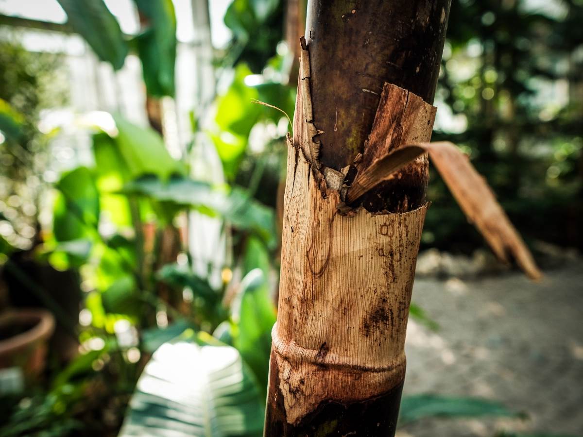 rajska_ptica_cvet_stefan_stojanović_ (27).jpg