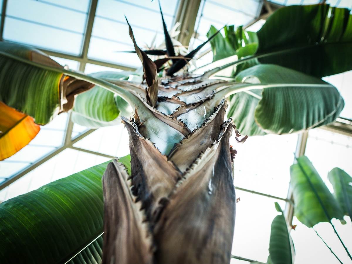 rajska_ptica_cvet_stefan_stojanović_ (29).jpg