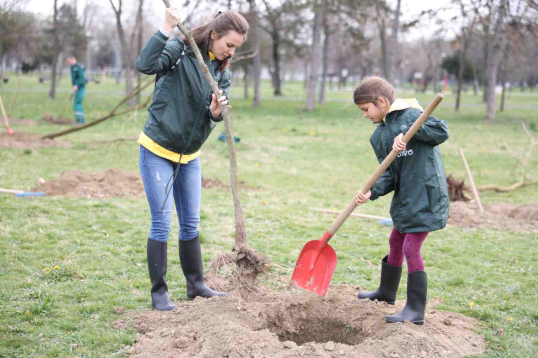 zasadi drvo 2024 9.JPG