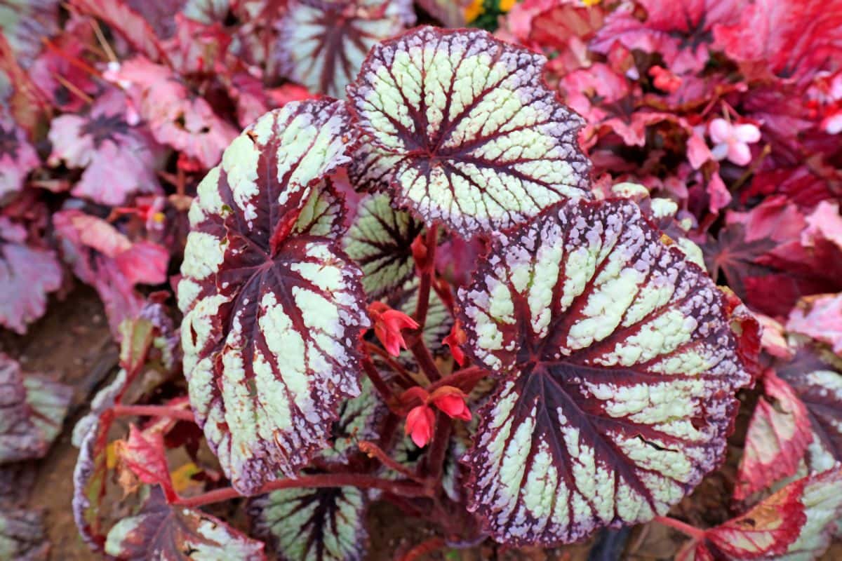 begonija 003-min.jpg