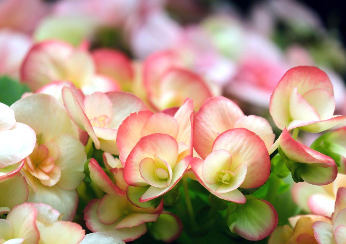 begonija 008-min.jpg