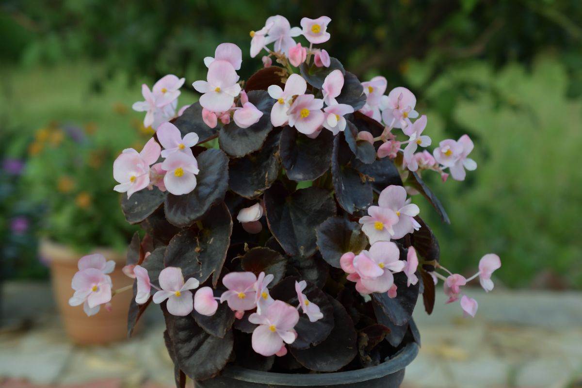 begonija 011-min.jpg