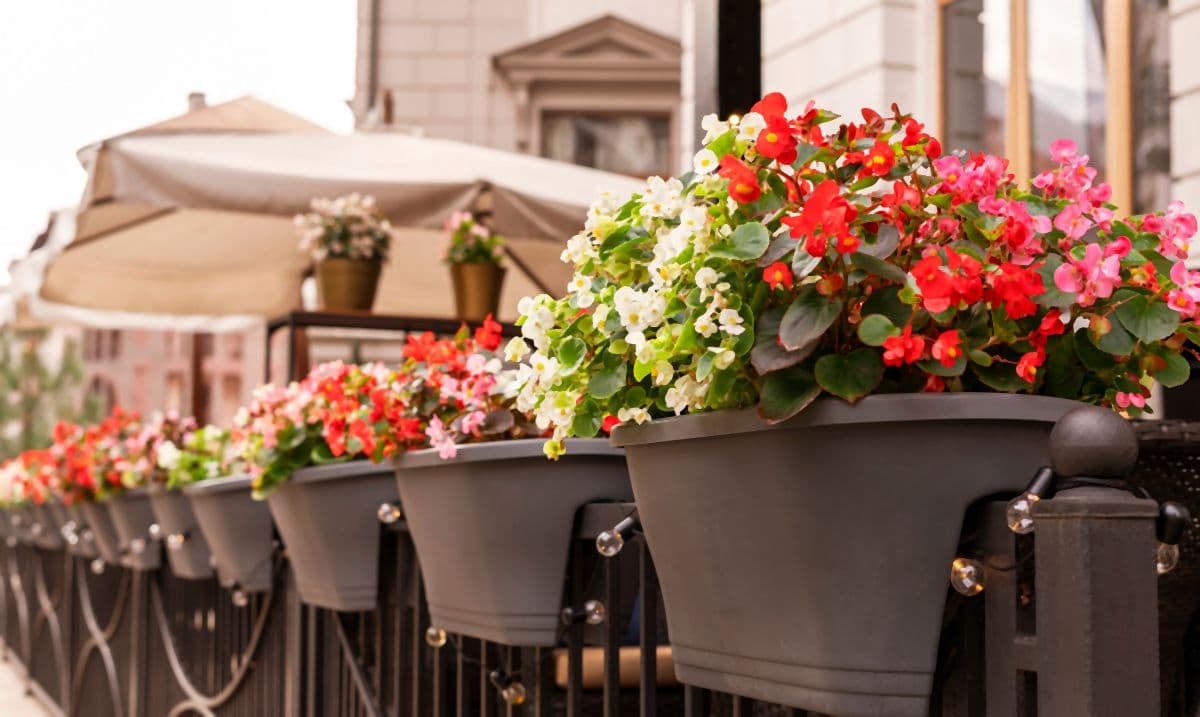 begonija 014-min.jpg