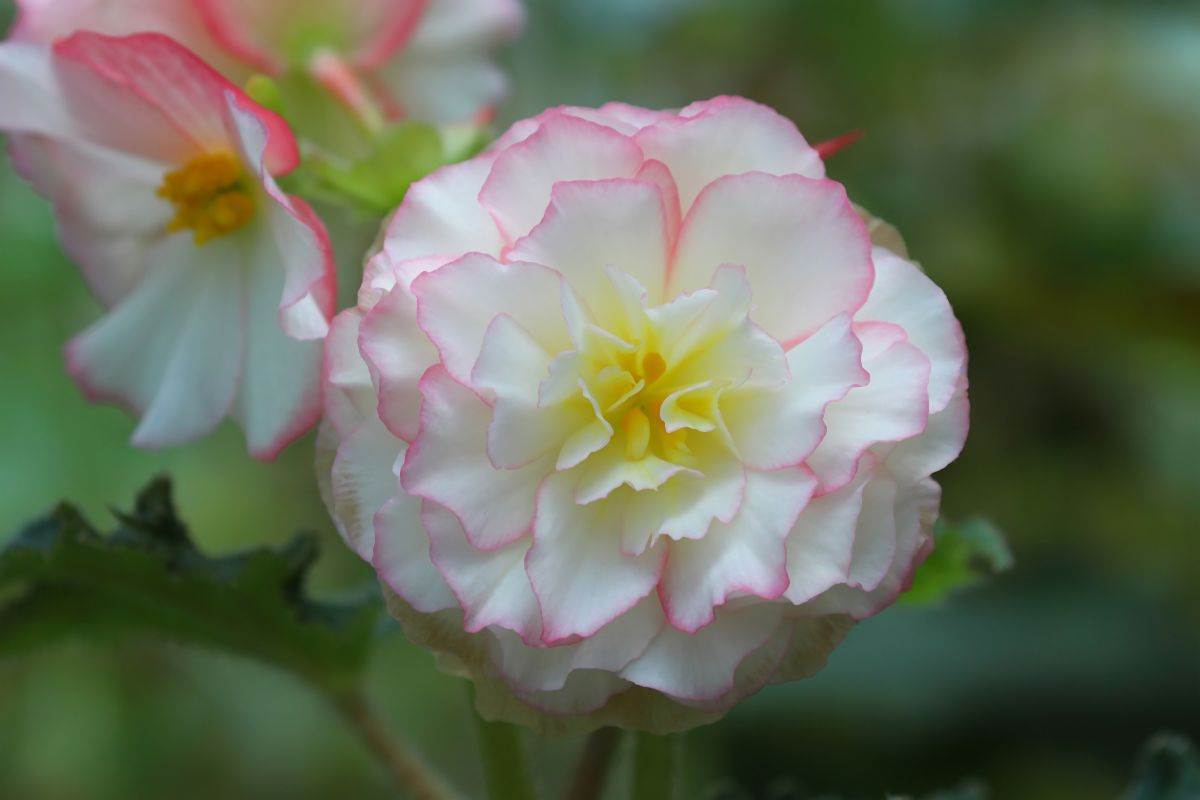 begonija 015-min.jpg