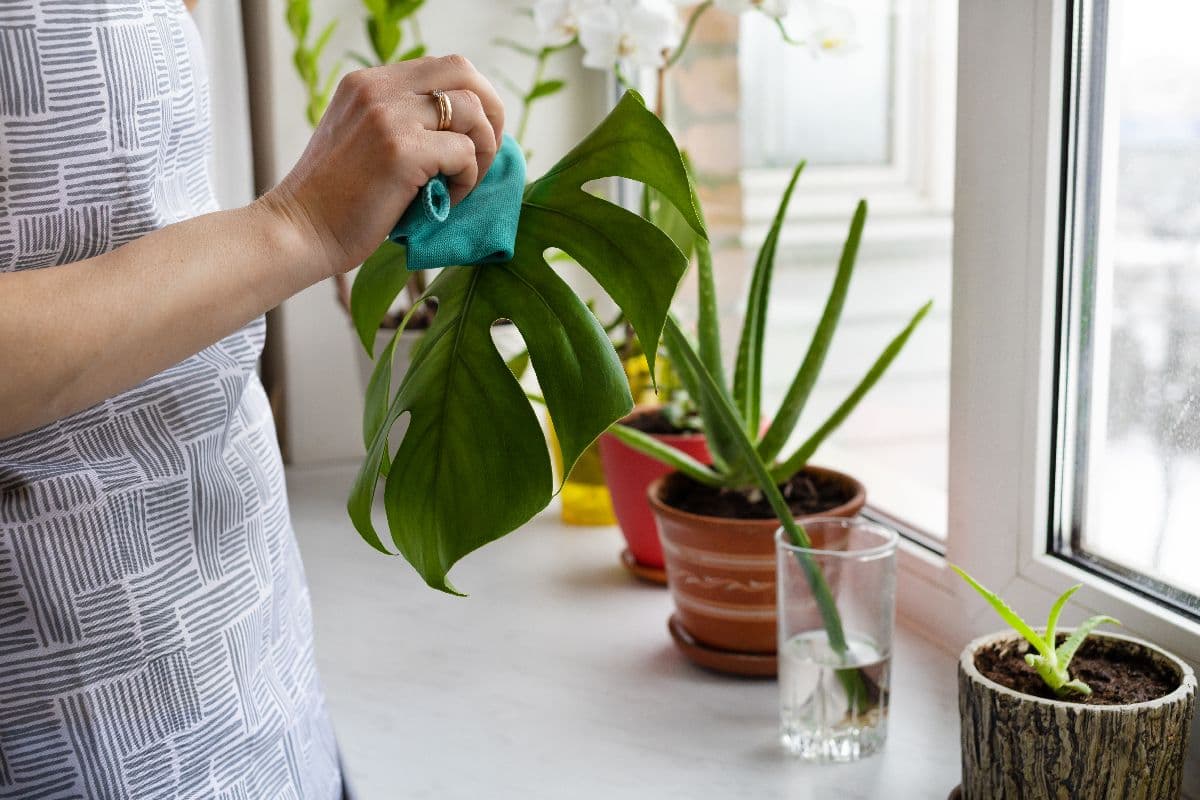 filodendron monstera-min.jpg