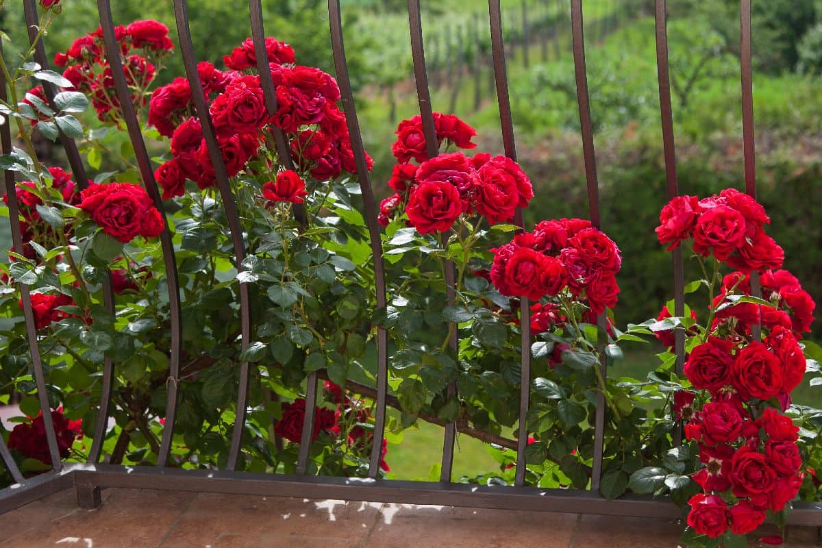 ruza puzavica-min.jpg