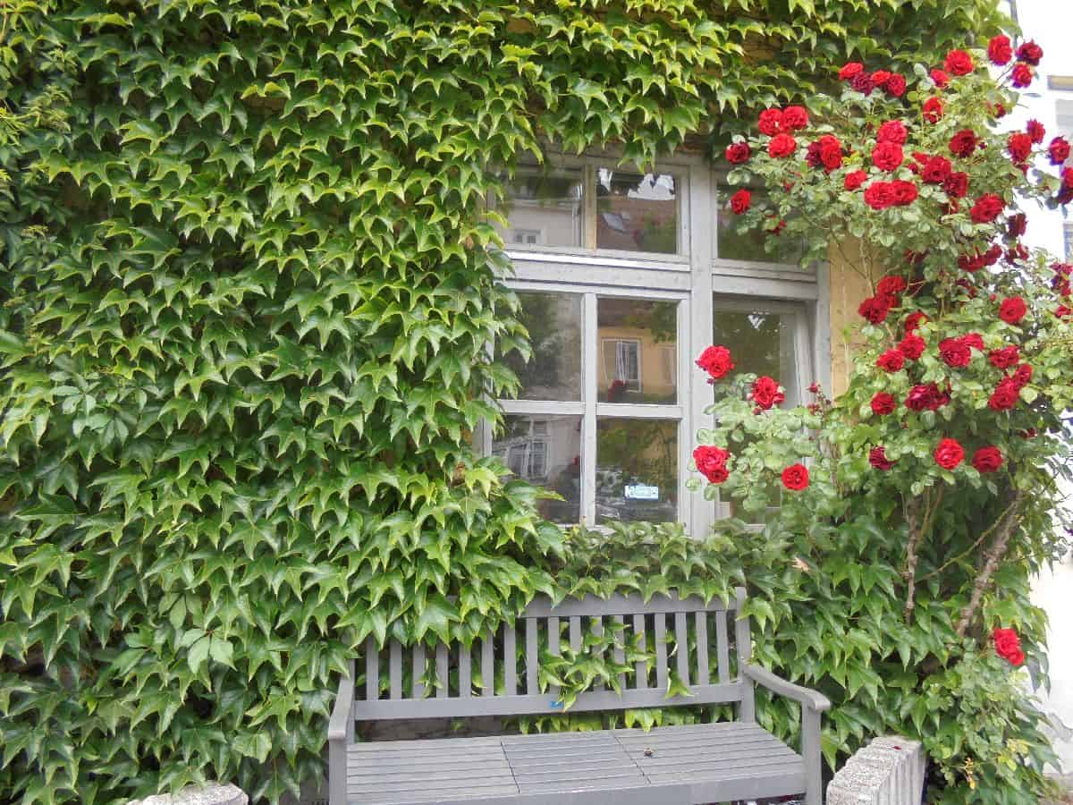 ruza puzavica 2-min.jpg