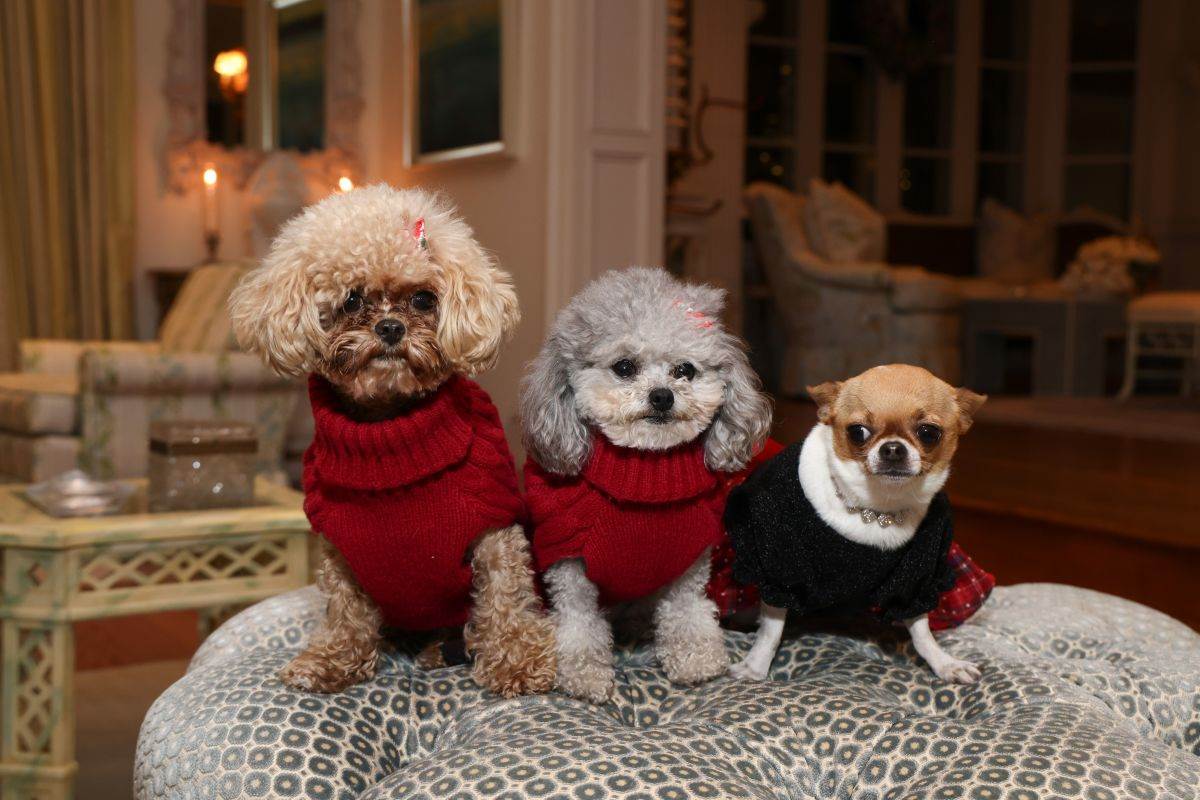 Porodica Hilton, Nova godina, proslava