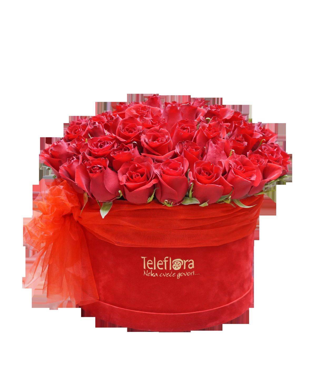 Ruže Oooolaalaaa.jpg