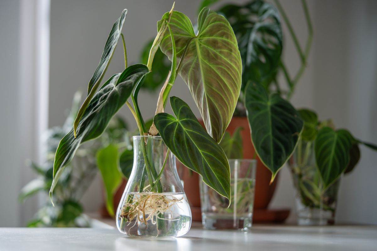 Filadendron