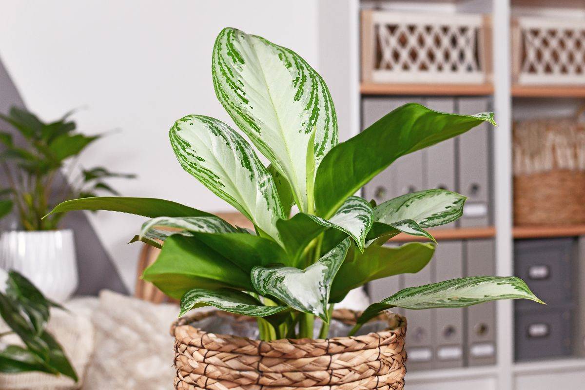 Aglaonema.jpg