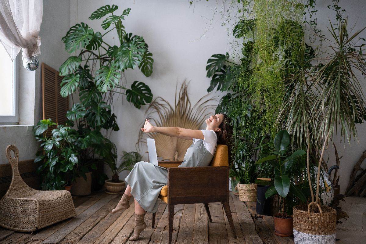 filodendron monstera 2 sobne biljke.jpg