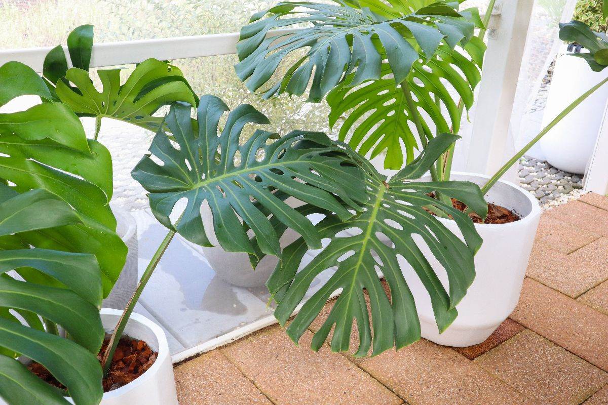 filodendron monstera 5 sobne biljke.jpg