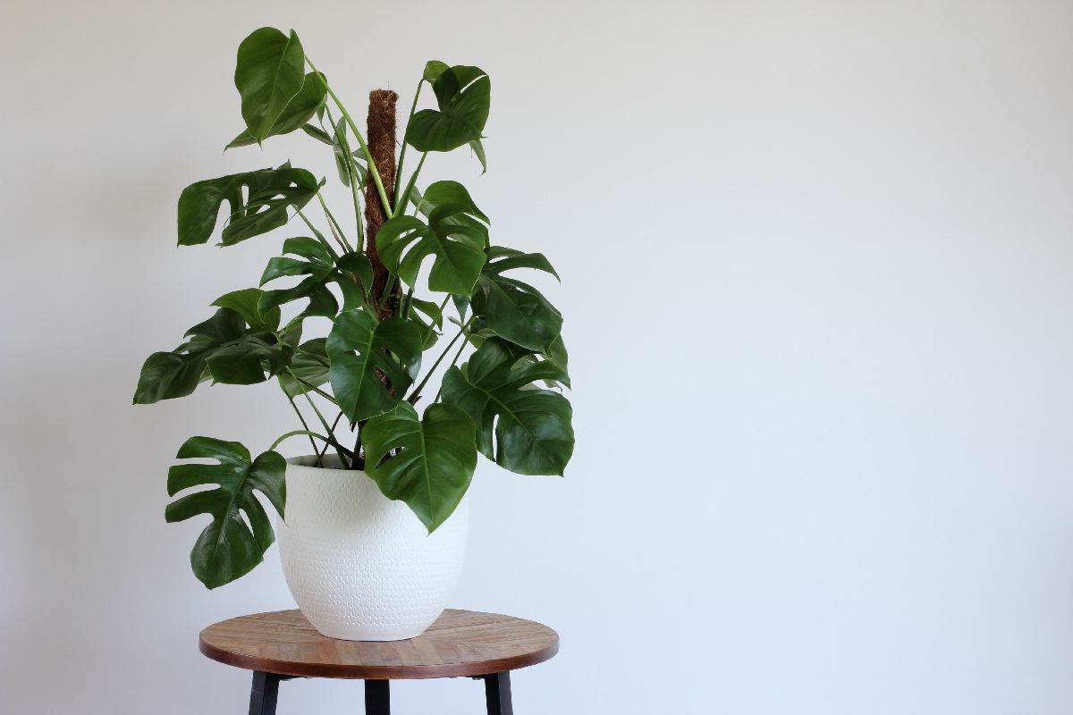 filodendron monstera 1.jpg