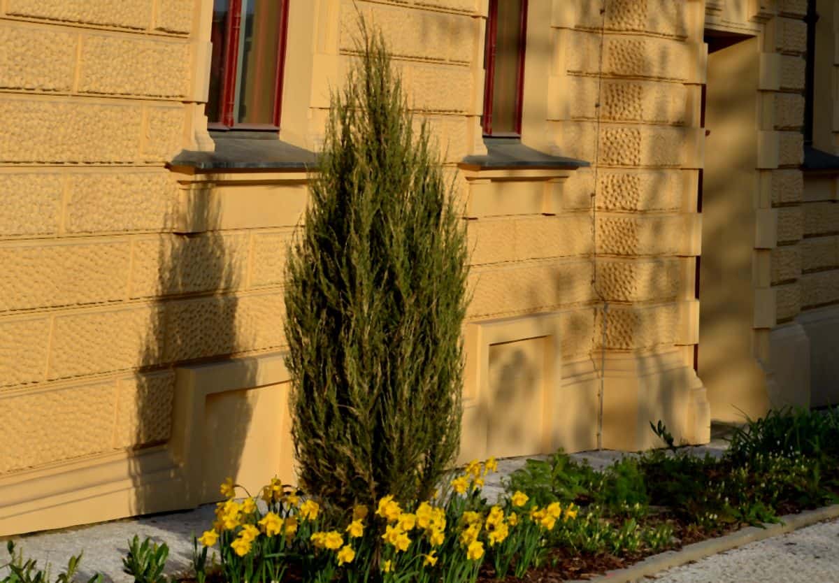 cetinari za dvoriste u srbiji Juniperus virginiana Skyrocket-min.jpg