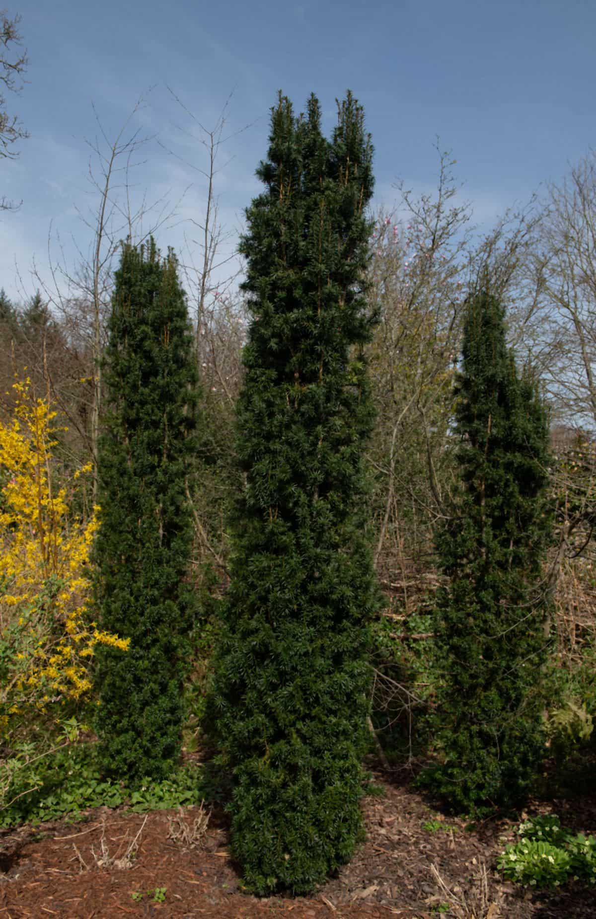 cetinari za dvoriste u srbiji Taxus baccata Fastigiata-min.jpg