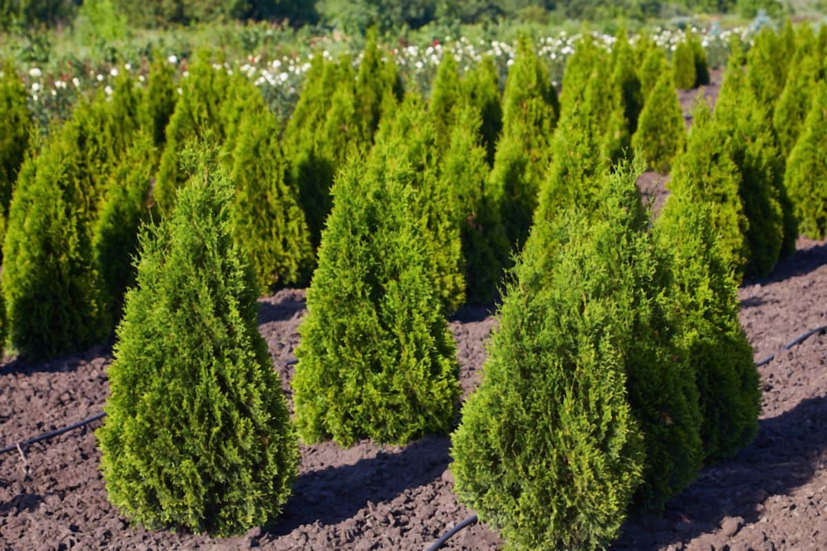 cetinari za dvoriste u srbiji Thuja occidentalis Smaragd-min.jpg