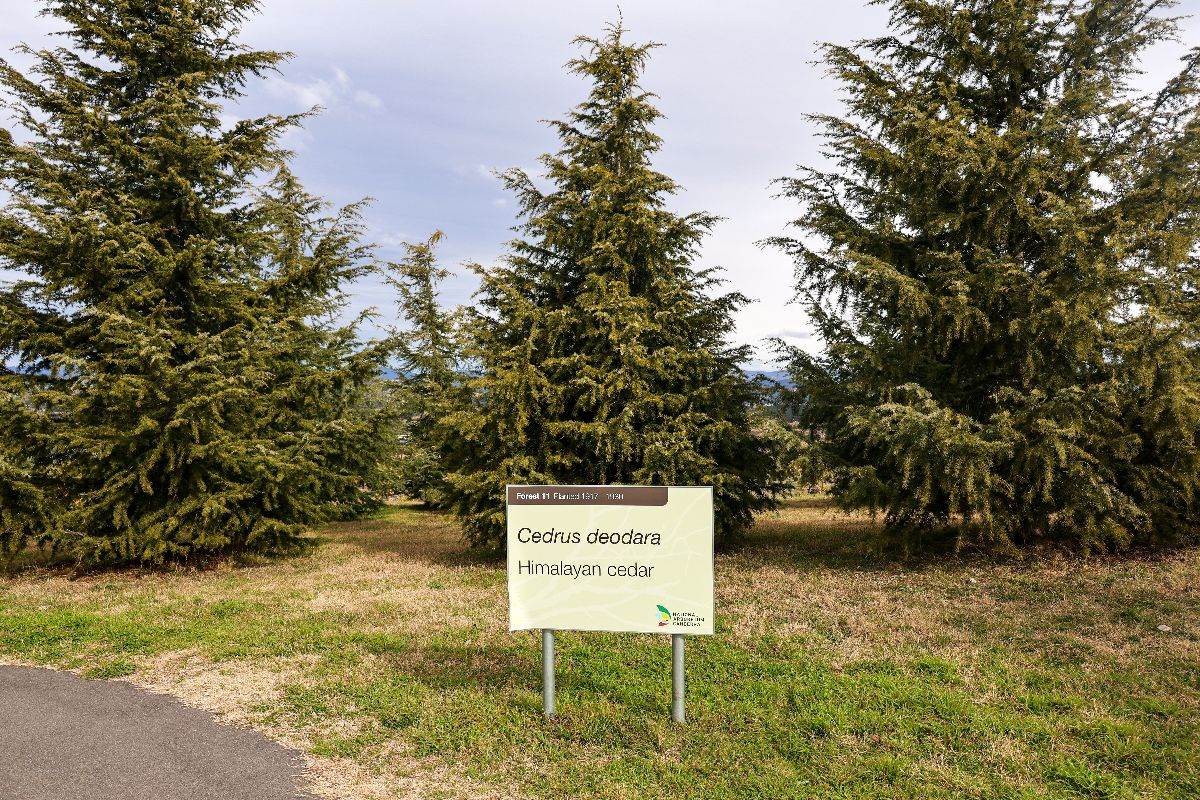 Himalajski kedar ima piramidalan habitus sa granama koje su povijene nadole. Čest je u parkovima i vrtovima zbog svog atraktivnog izgleda i može dostići značajnu visinu.