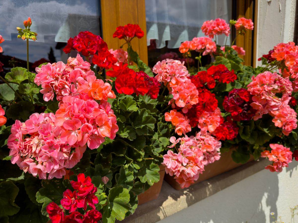 Kako negovati muškatle da bujaju