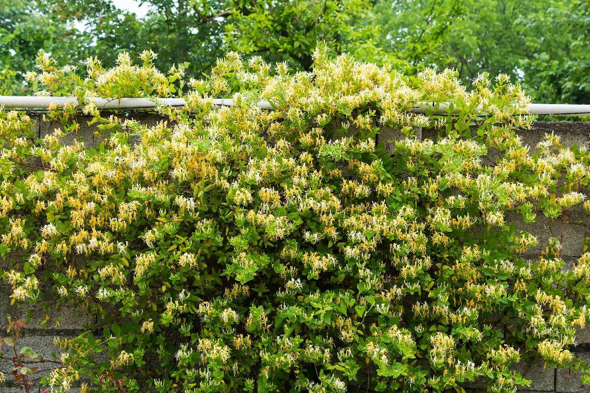 orlovi nokti lonicera.jpg